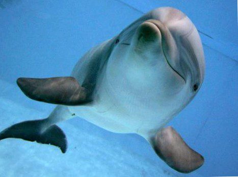 dolphins have an excellent memory